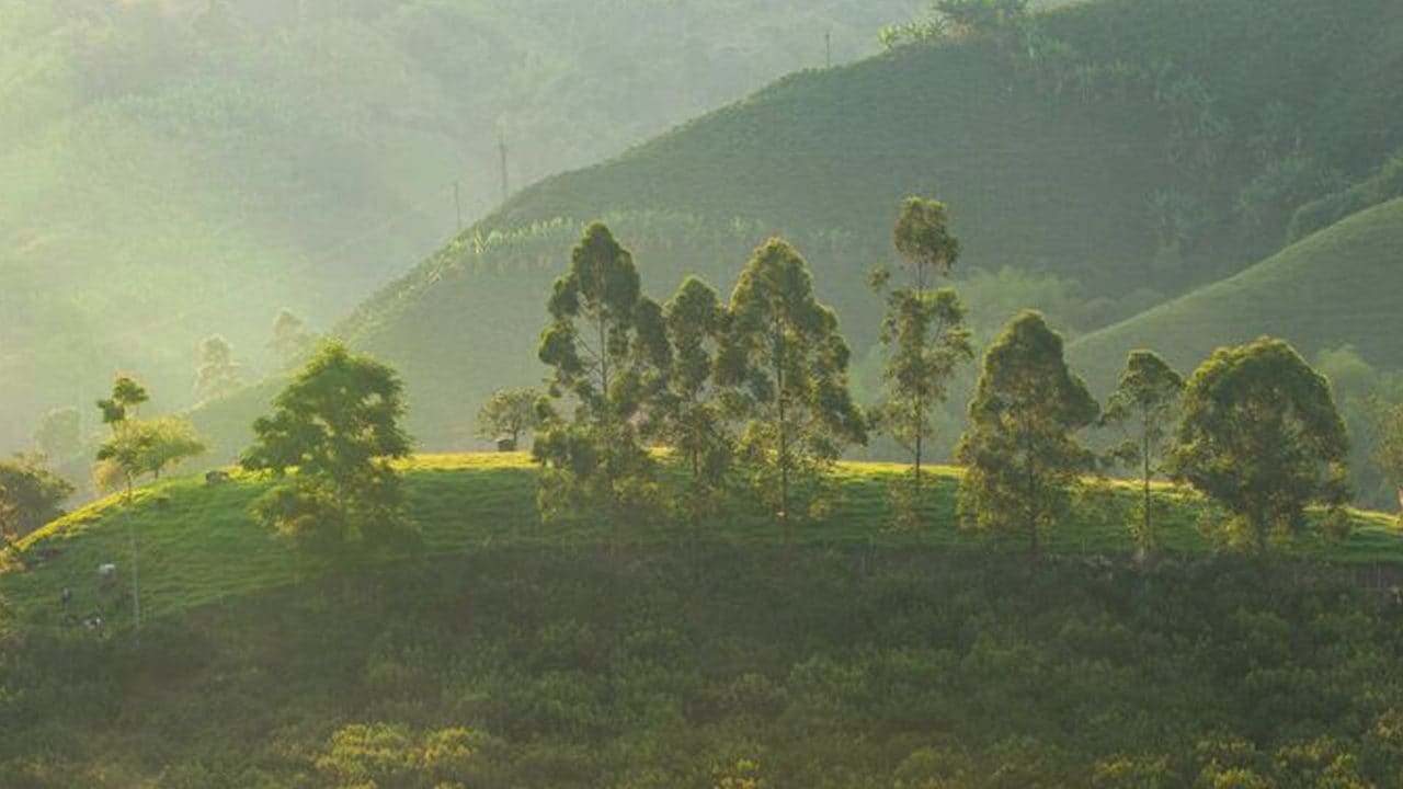 Coffee Plant Field Landscape
