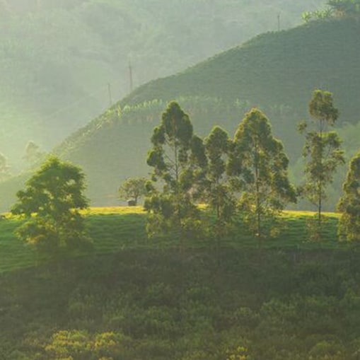 Coffee Plant Field Landscape