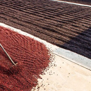 Coffee Plant Field Landscape