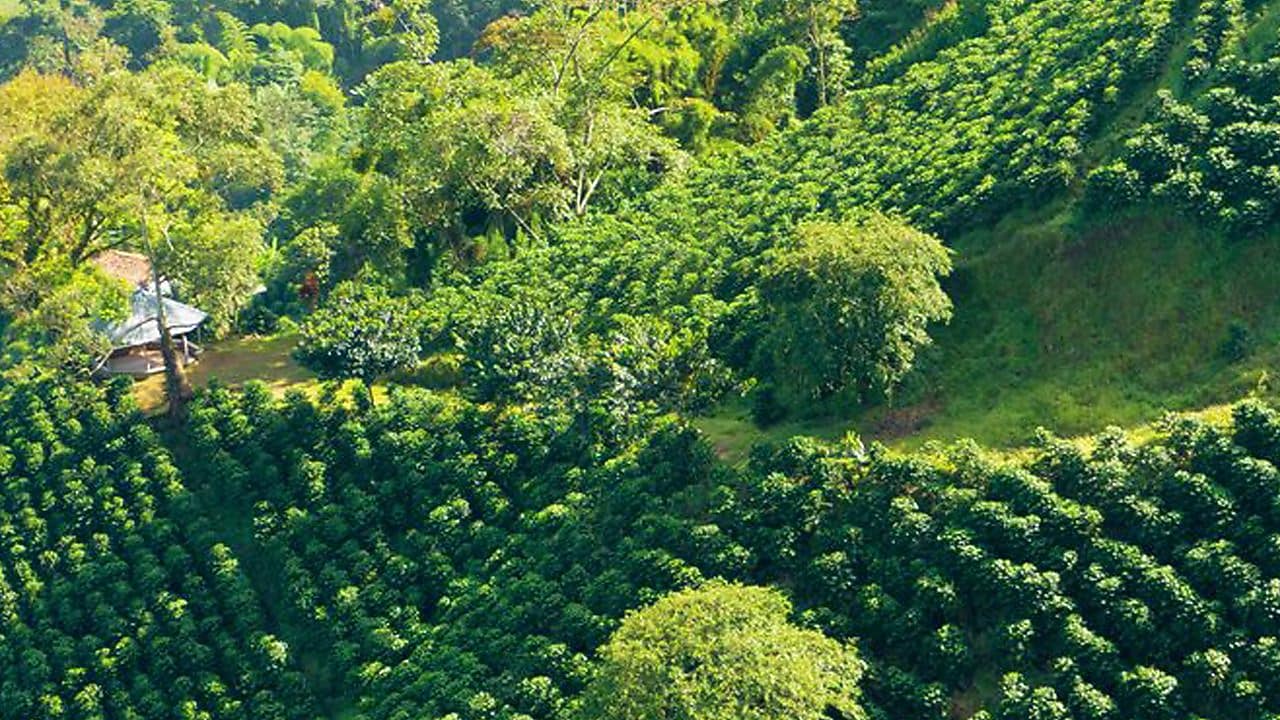 Coffee Plant Field Landscape