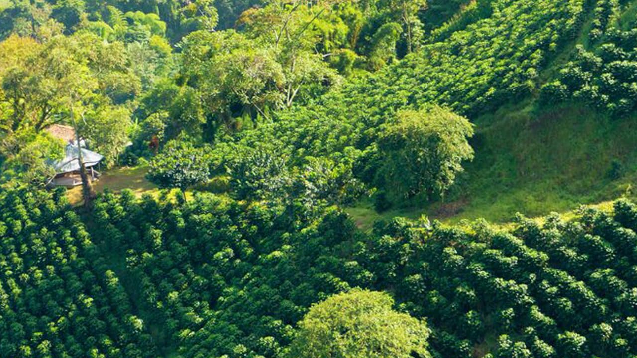 Coffee Plant Field Landscape