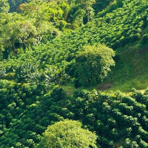 Coffee Plant Field Landscape