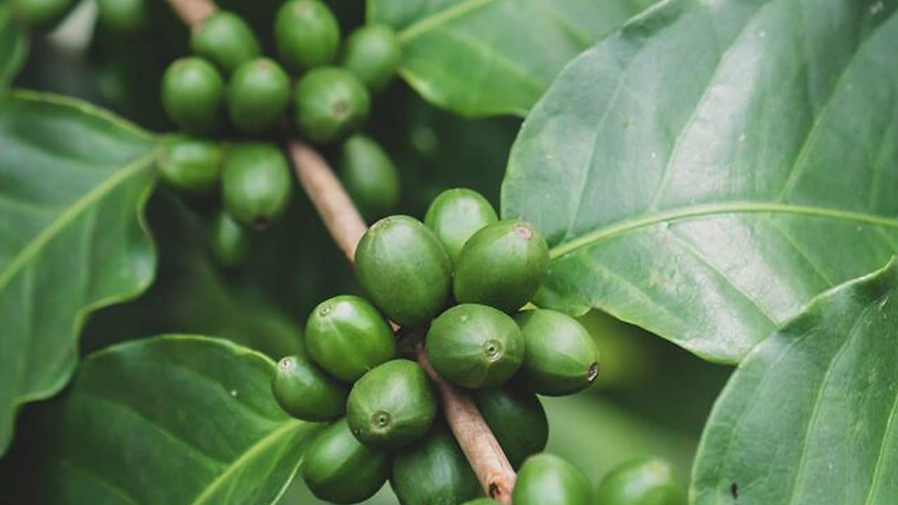 Coffee Bean Green Plant