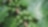 Coffee Bean Green Plant