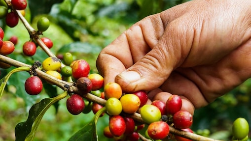 Coffee Bean Plant