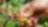 Coffee Bean Plant